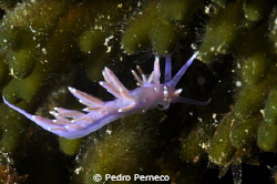 Baleeira - Sesimbra by Pedro Perneco 